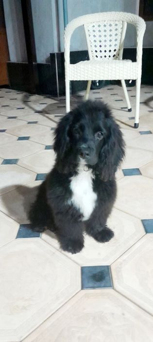 Spaniel Amerika зоти тозза угил