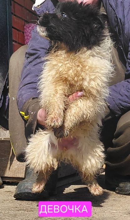 Девочка, бесплатно, беспородные