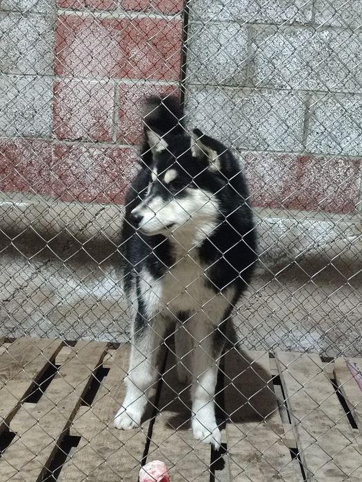 Продам хаски 8 месяцов