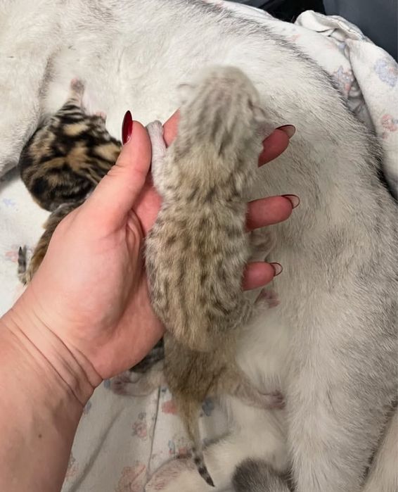 Шотландские котята