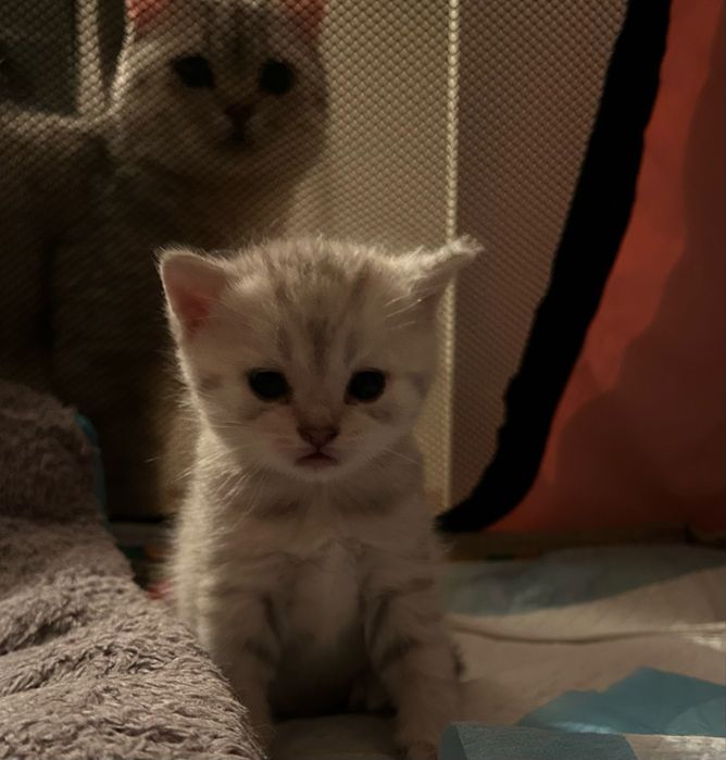 Шотландкие котята