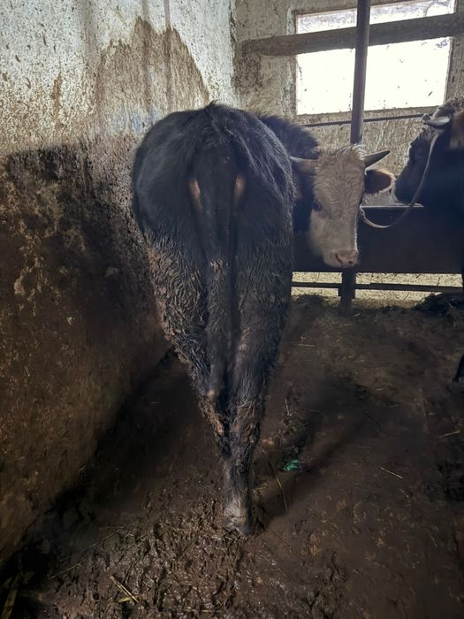 Быки на продажу