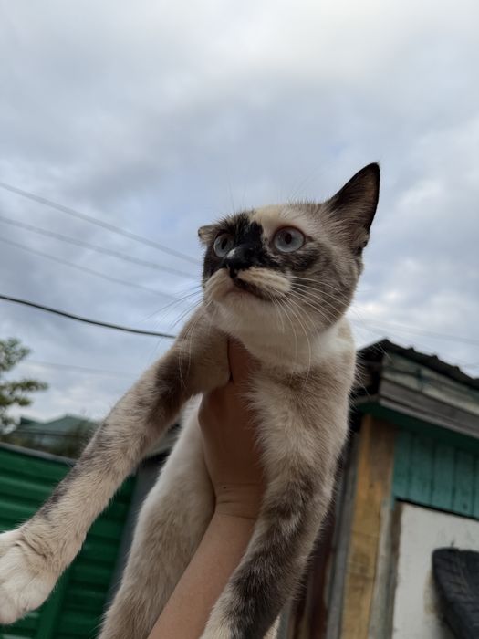 Отдам домашнюю кошку Белку. 1.5 года