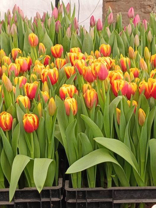 Тюльпаны Алматы оптом и в розницу