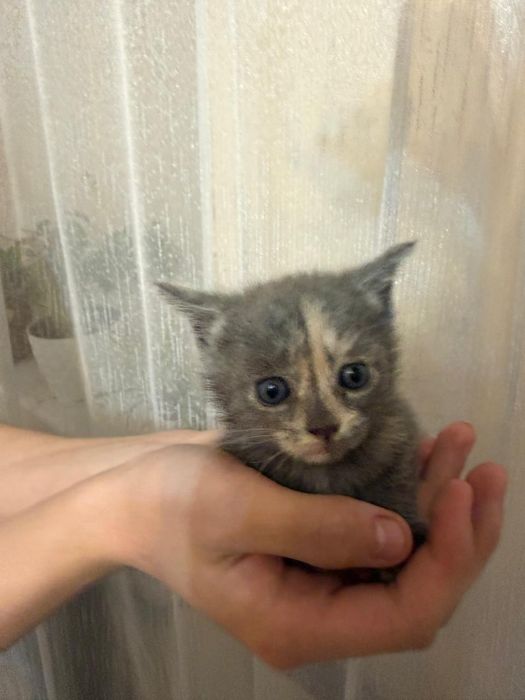 Отдам котят в хорошие руки