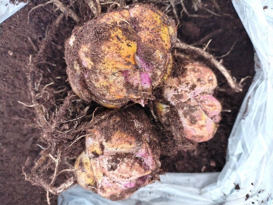 Bulbi de crini imperiali, parfumați