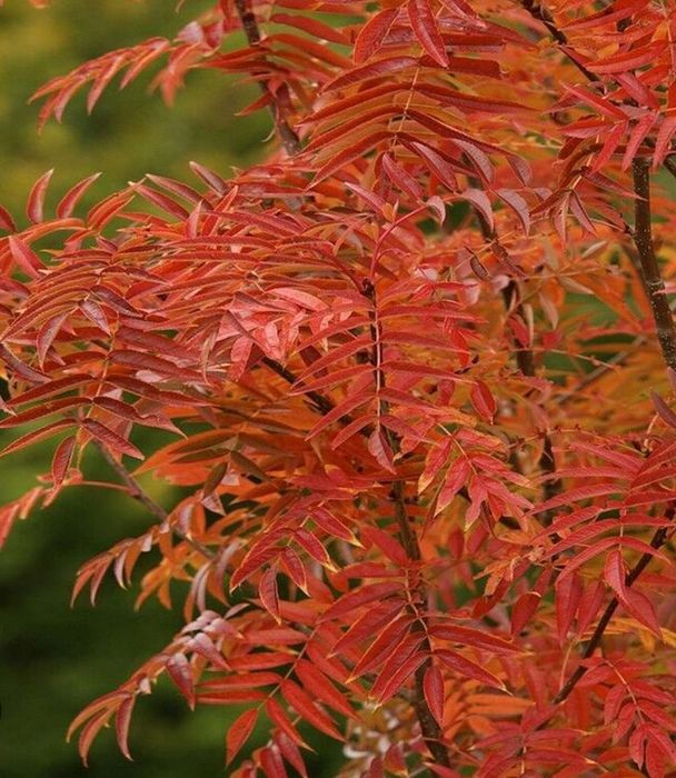 Sorbus -Dodong frunze roși
