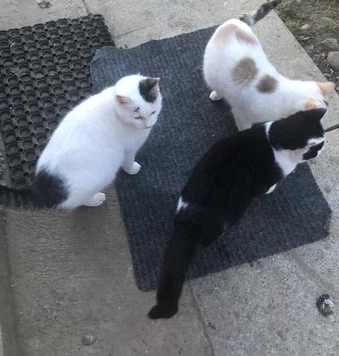 Pisicuți pentru adopție