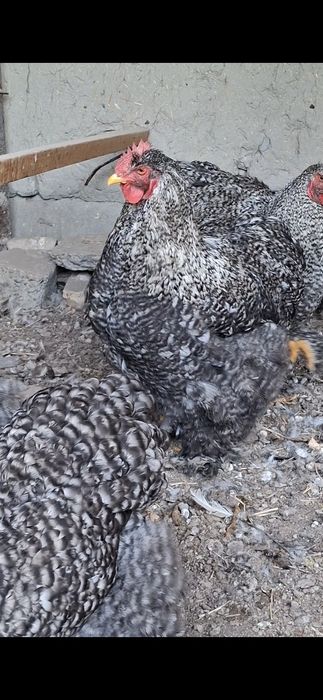 Кукушка кохинхин петух  гигант продаётся