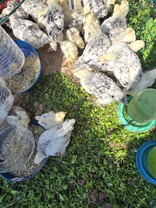 Цвплята 2 недели Брама