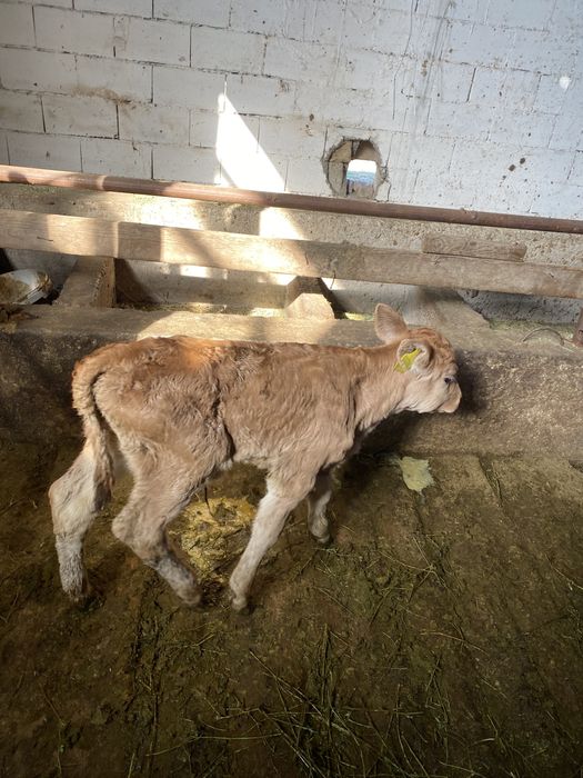 Продам корову с теленком