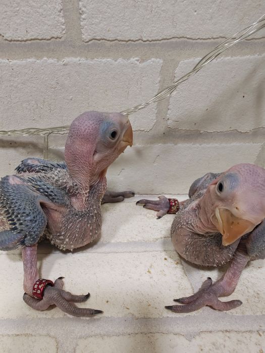 Продаются птенцы Александрийского попугая.