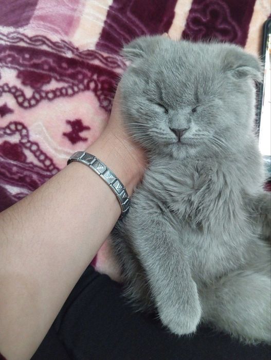 Mushuk britan toza qon