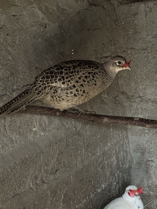 Pereche fazani comuni