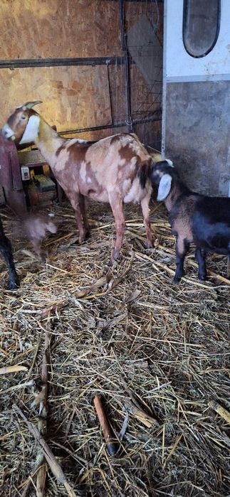 Vand capre anglo si carpatine