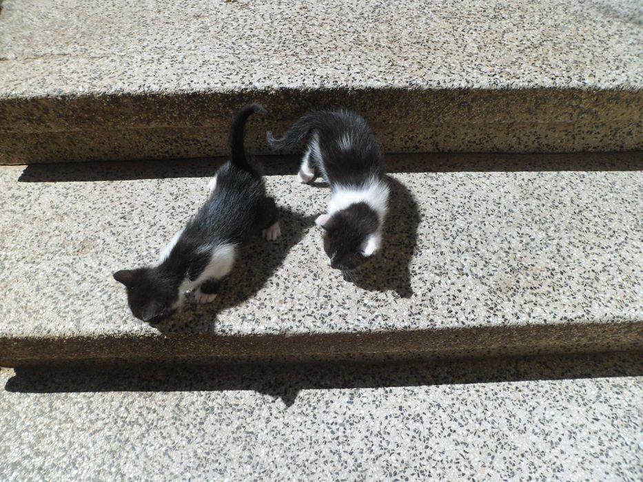 Малки котета
