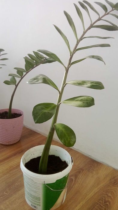 Продам денежное дерево