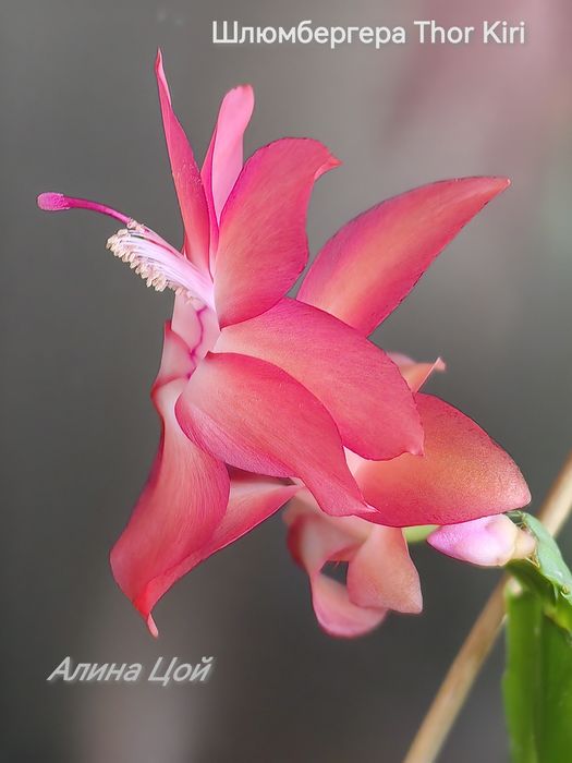 Сортовая шлюмбергера (декабрист) Thor Kiri