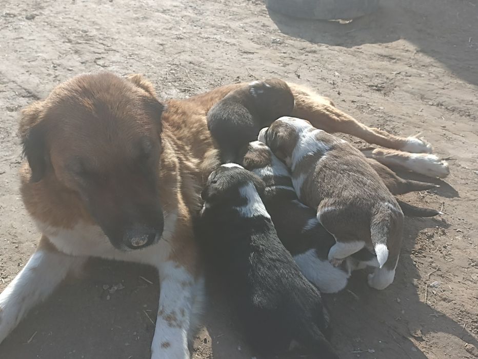 Onasi chupon otasi alabay bir dona modasi qolgan tekin bervoraman