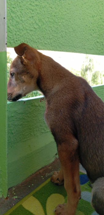 Рей си търси дом