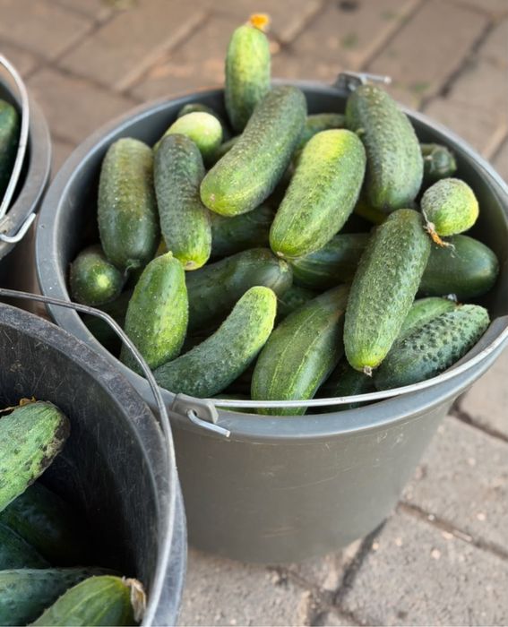 Продам  дачные огурцы.