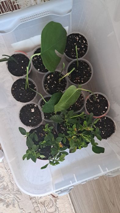 Монстара отростки