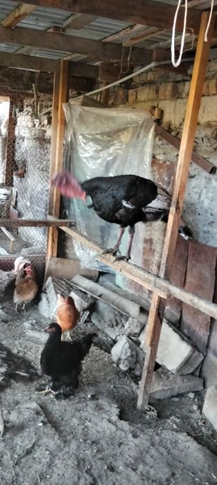 Продам индюков самца и 3самки