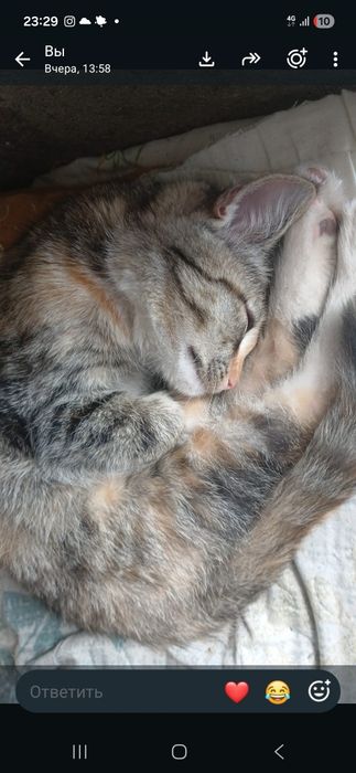 Отдам котенка 2.5мечяц