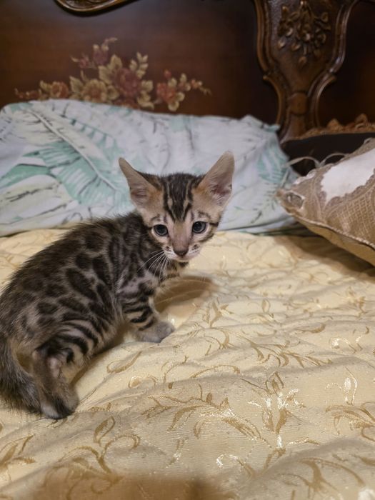 Бенгалски котета