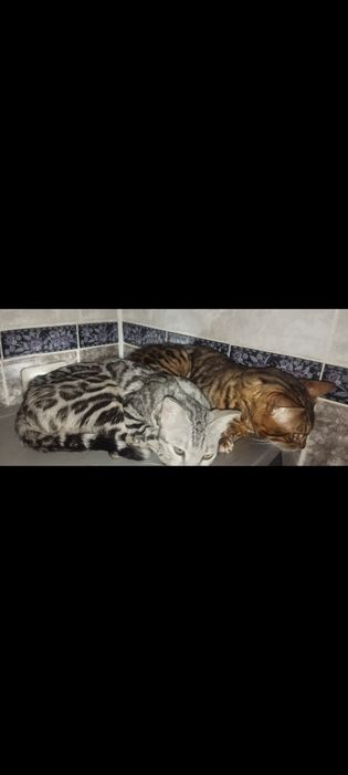 Продам бенгальского кота