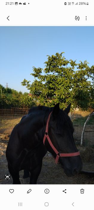 Vand iapa grea neagra