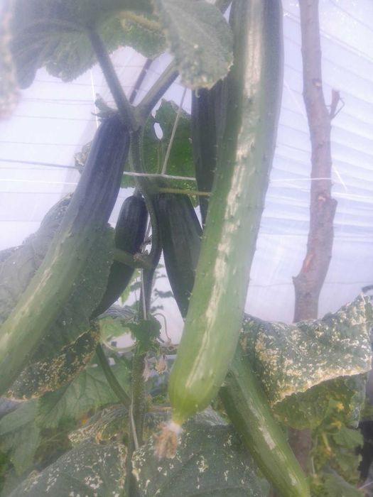 Разсад Домати,Краставици,Пипер,  Тиквички, зеле. 0,8,8,6,9,5,4,3,8,6