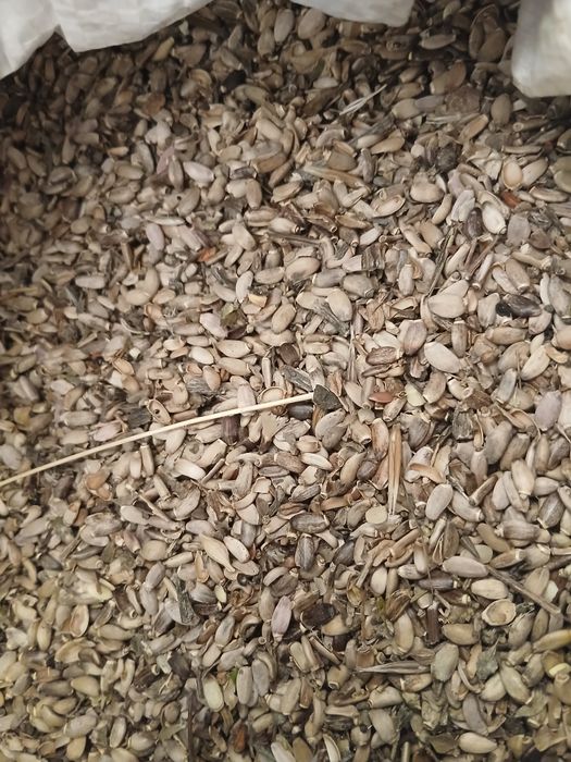 Продам расторопшу