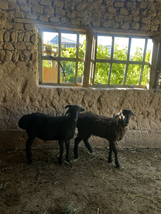 Баран 2 еркек 1 ұрғашы