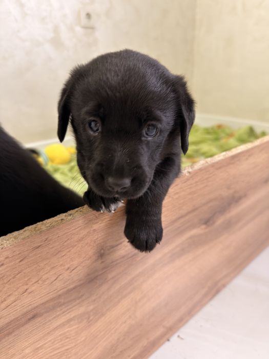 Отдаем щенка лабрадора девочку