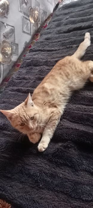 Mushuk kimga kerak hadya qilamiz