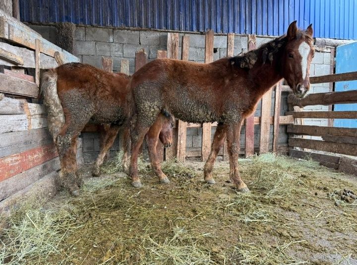 Жабағы таилар сатылады