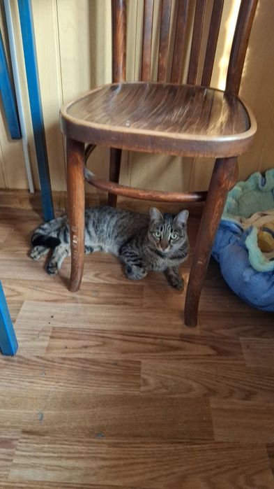 Отдам даром кошку