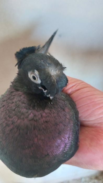 Голуби самка черная двухчубый кептер