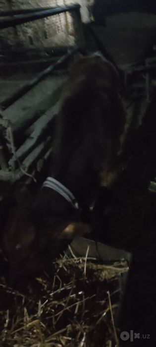 Ona bola sigir sotiladi kafolati bilan
