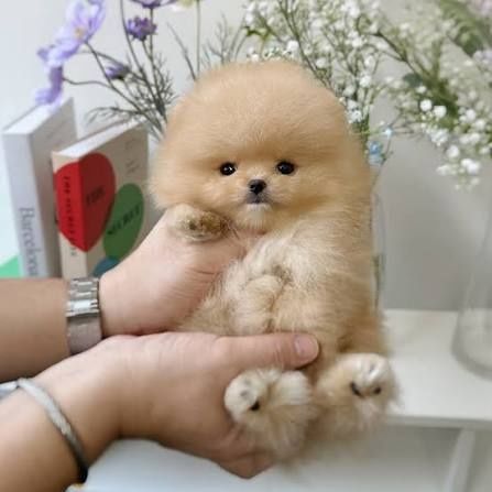 Pomeranian boo micro