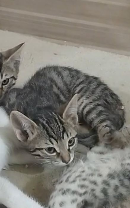 Отдам котят в хорошие руки