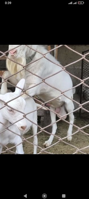 Коза ешкі бір ұрғашы лағымен