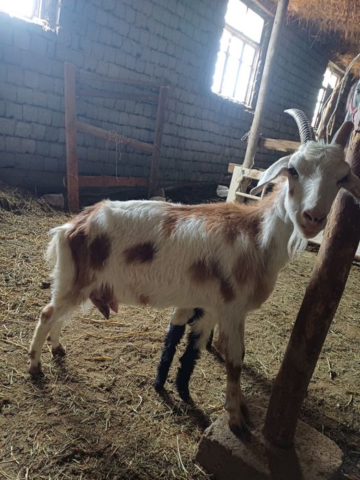 Ешкы сатлады нуб