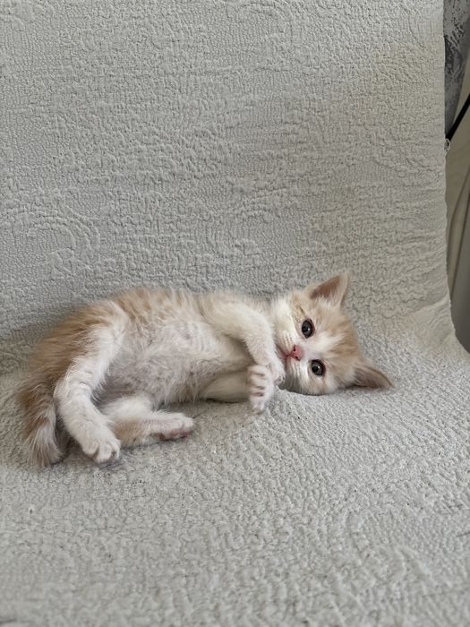 Отдам котёнка в добрые руки!