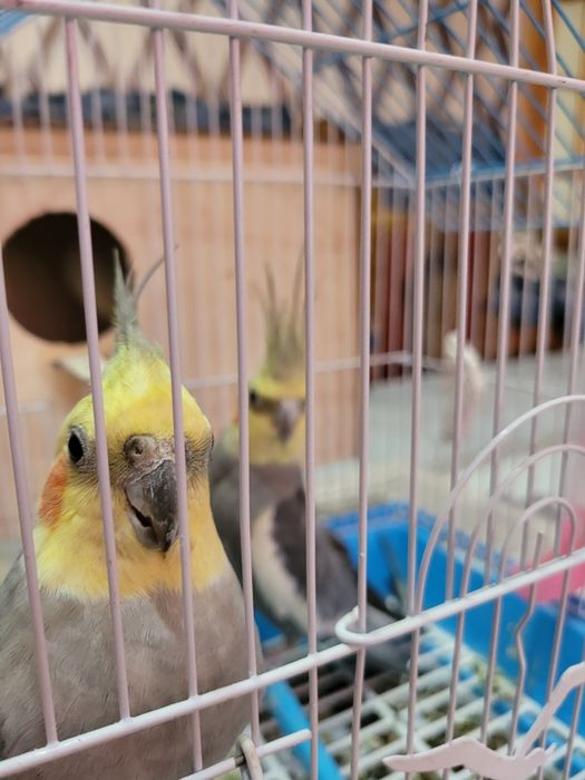 Корелла пара с клеткой и с кормом