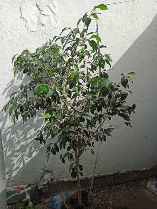 Продам большие фикусы