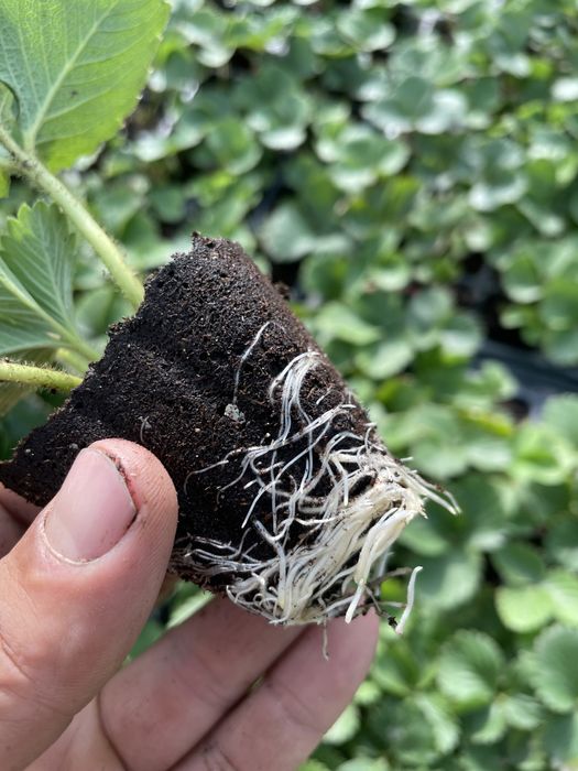 Рассада клубника