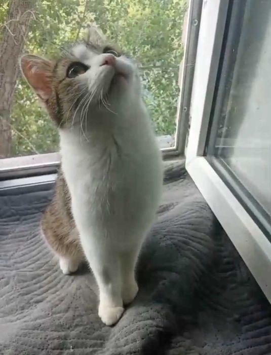 Нежная малышка ищет дом