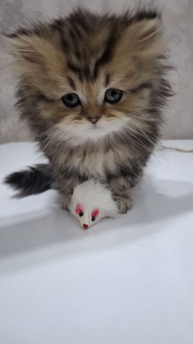 Котенок девочка шотландская